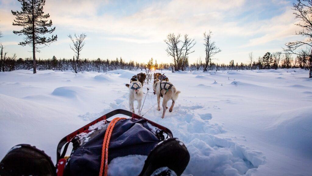 Dog sledding with huskies in beautiful sunset