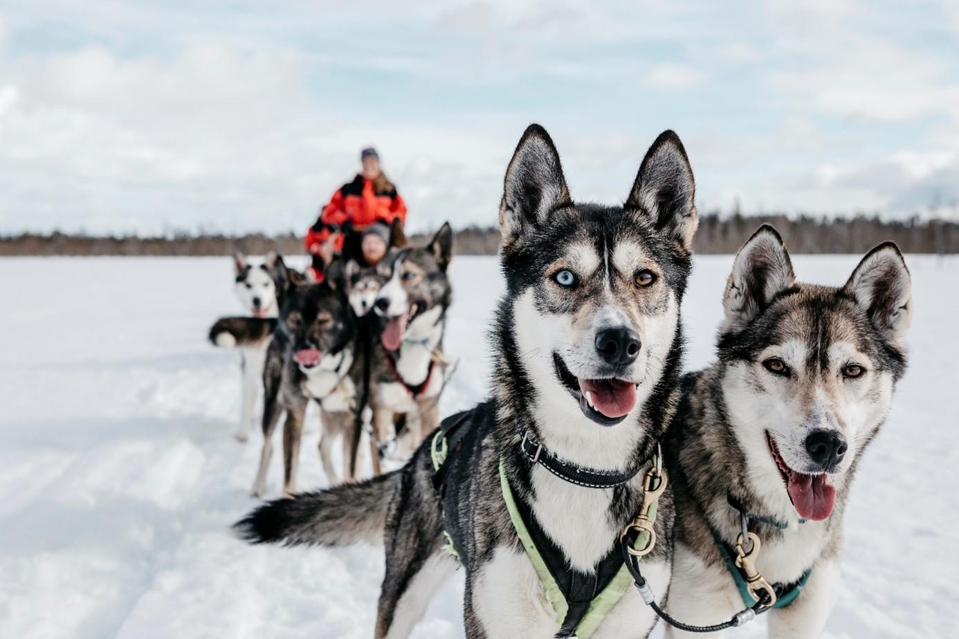 Husky Schlittentour von Lappland Tour