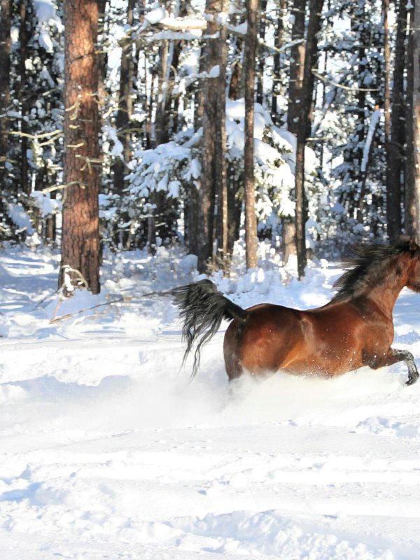 pferd schnee2